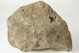 Polished Fossil Coral (Actinocyathus) Head - Morocco #202500-1